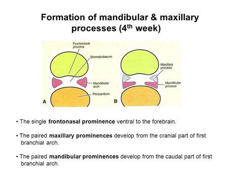 Maxillary Process Embryology