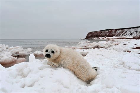 Climate change and animals - CSMonitor.com