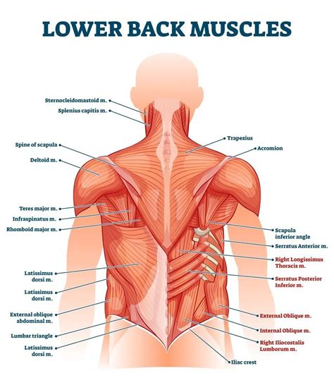 Muscles Of The Back