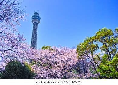 Cherry Blossoms Yamashita Park Yokohama Marine Stock Photo 1545105713 ...