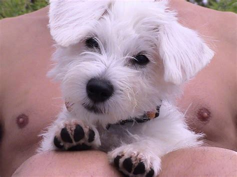 grooming a schnoodle help! | Schnoodle, Grooming, Animals