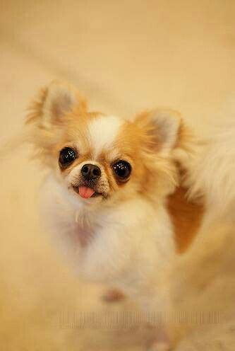 Pomchi Papillon Chihuahua Pomeranian Mix - Pets Lovers