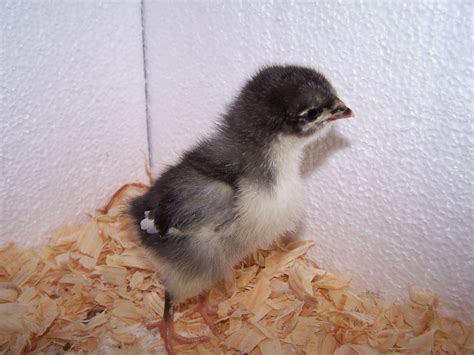 Caring for Baby Chicks - Chicken Ridge Farm