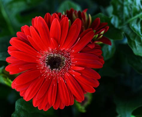 Red Gerbera Daisy | Gerbera jamesonii | Marilou Lehmann | Flickr