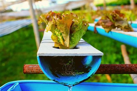 DIY Hydroponics Nutrients [The Best Recipe] - Grower Today