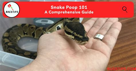 Snake Poop 101 | A Comprehensive Guide - BugsTips