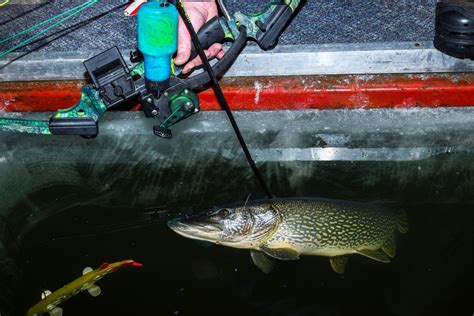Northern pike spear fishing in South Dakota with a twist | Sports | mankatofreepress.com