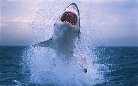 Cool Shark Screen Wallpapers - Top Free Cool Shark Screen Backgrounds ...