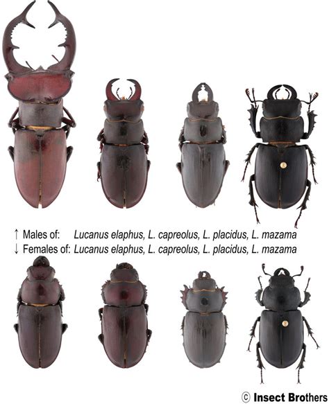 [Breeding] How to Tell Gender of Your Stag Beetle Larva? | Insect Brothers