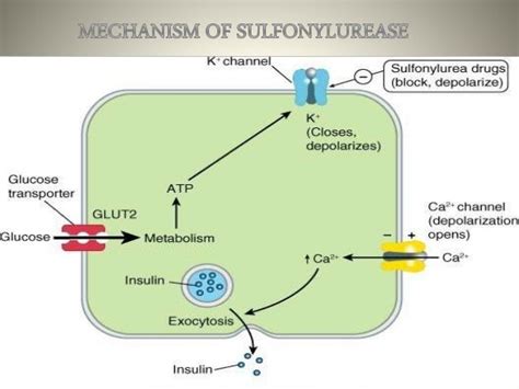 ORAL HYPOGLYCEMIC AGENTS MEDICINAL CHEMISTRY