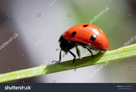 Cute Ladybug Walking On Leaf Stock Photo 1682201887 | Shutterstock