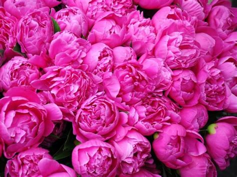 What Colors Do Peonies Come In? (All You Need to Know) - LeafyJournal