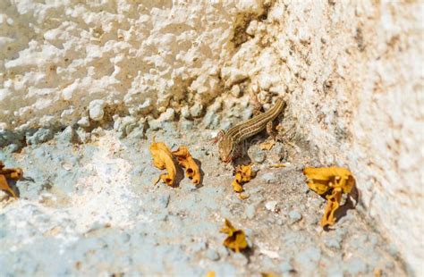 Lizard with Tail Lost on Thirasia Island Steps,Greece Stock Image - Image of cyclades, greece ...