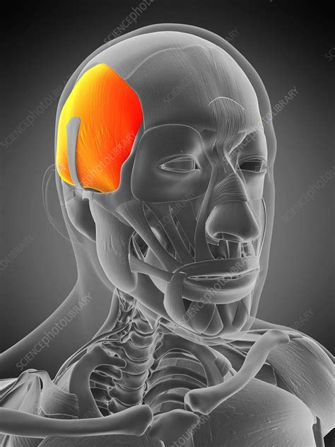 Temporalis muscle, illustration - Stock Image - F029/4872 - Science ...