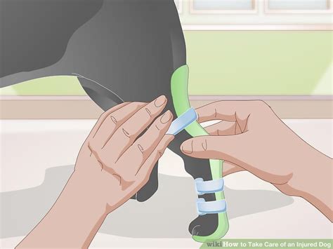 3 Ways to Take Care of an Injured Dog - wikiHow