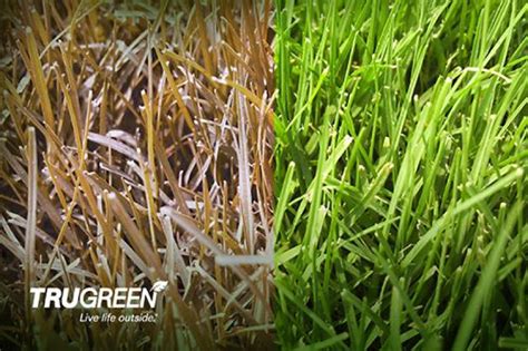 How to Care for a Bermudagrass Lawn This Winter | TruGreen