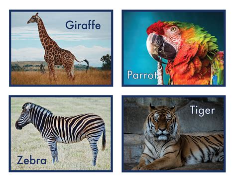 Printable Realistic Zoo Animal Flash Cards, Learning Cards PDF Instant Download - Etsy UK