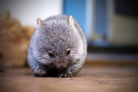 Wombat Cute Wombat, Baby Wombat, Baby Skunks, Cute Creatures, Beautiful Creatures, Animals ...