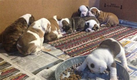 Beabull (Beagle X Bulldog Mix) Info, Temperament, Training, Puppies ...