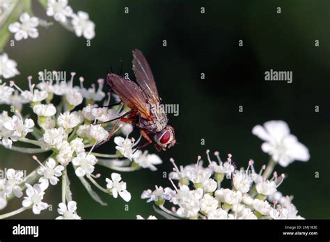 Tachinid fly (Tachinidae sp). Parasitoids of other insects. The larvae ...