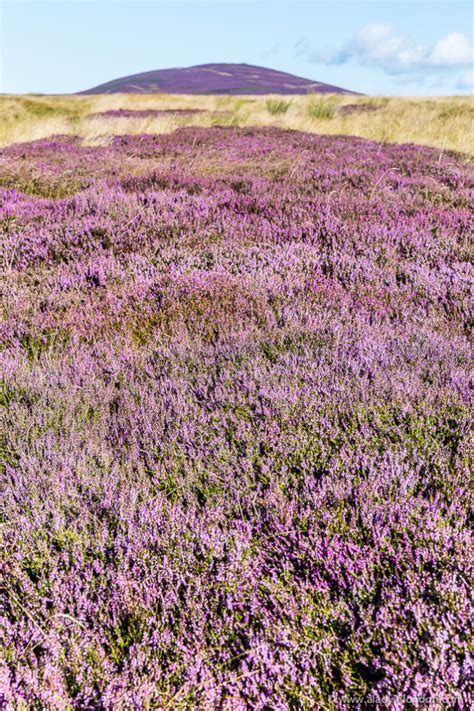 Where to See Heather in Scotland - Best Place to View It in Bloom