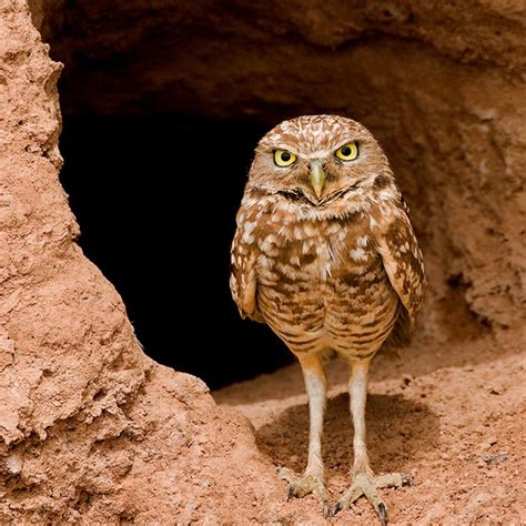 Listen to Burrowing Owls Hiss Like Rattlesnakes | Audubon Desert Owl, Desert Animals, Nature ...