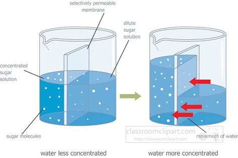 diagram of osmosis and semi permeable membrane illustration - Classroom Clip Art