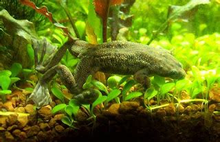 Animals & Pets: Aquatic Frogs,