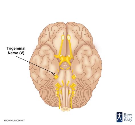 Trigeminal Nerve - Function, Branches, Anatomy and FAQs