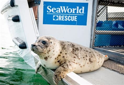 SeaWorld + Conservation – AAP Experience