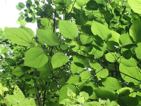 Morus rubra (red mulberry): Go Botany