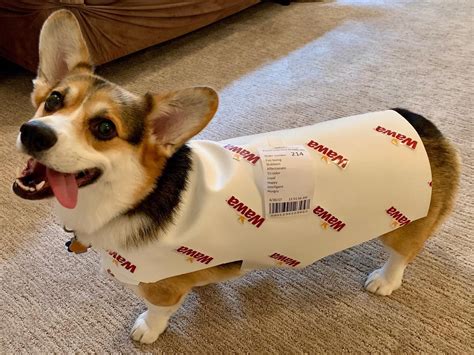 Wawa Hoagie Costume Catapults Conshohocken Corgi to Internet Fame Corgi ...