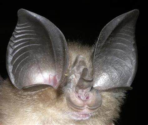 Molecular evolution is echoed in bat ears | (e) Science News