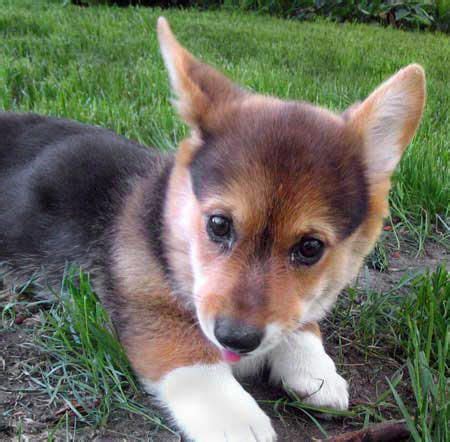 Lance the Corgi | Puppies, Corgi, Corgi puppy