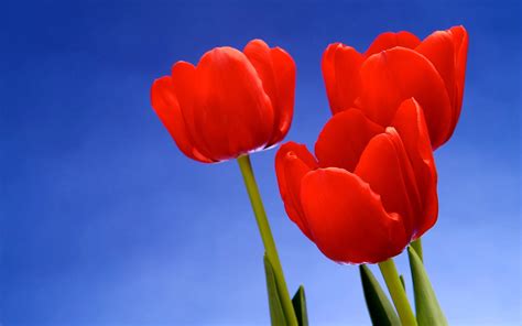 art pictures: Red Tulips Desktop Wallpapers