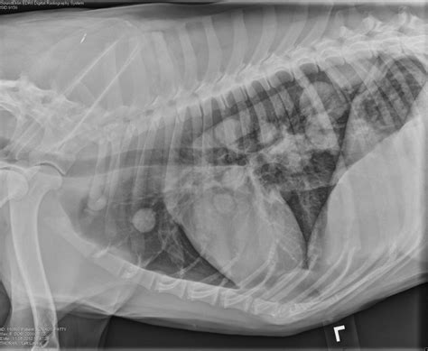 Which chest radiographs should you take: DV or VD? | VetGirl Veterinary ...