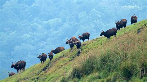 Idukki Wildlife Sanctuary and Eco tourism Activities | Trekking ...