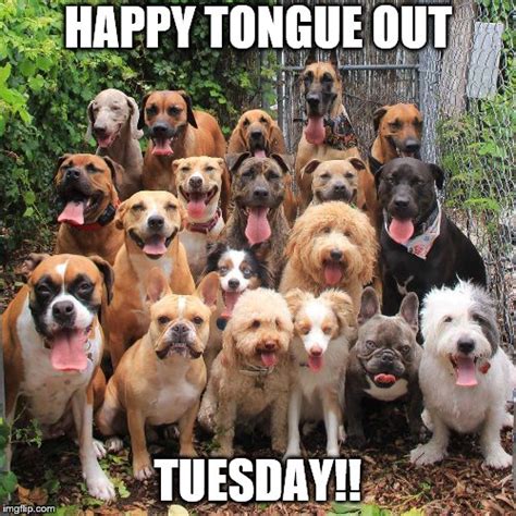 Tongue Out Tuesday! - Imgflip