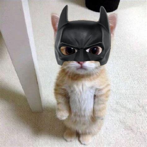 a cat wearing a batman mask on top of it's head and standing up