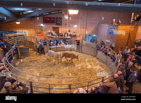 Cattle being auctioned at Carmarthen livestock market Stock Photo - Alamy