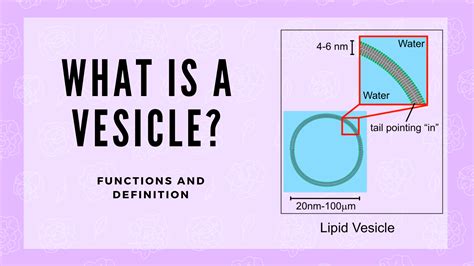 The Main Functions Of A Vesicle | Science Trends