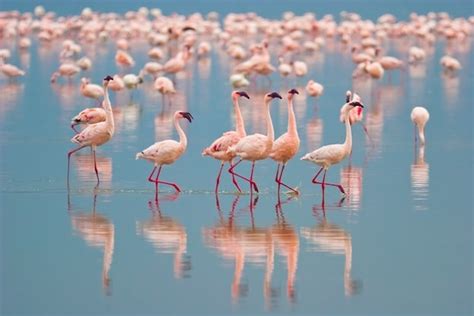 Flamingo Habitat | Flamingo Facts and Information