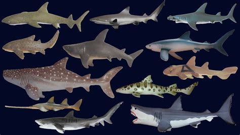 Sharks - Animals Series - The Kids' Picture Show (Fun & Educational Learning Video) - YouTube