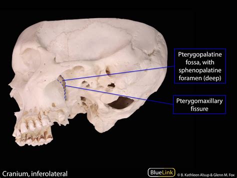 S12 Pterygopalatine Fossa and Palate - Learning Objectives - BlueLink