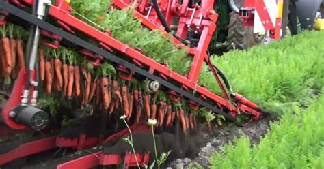 Harvesting Carrots Is Oddly Satisfying | Bored Panda