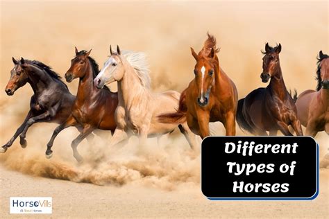 9 Most Popular Types of Horses and Horse Breeds [Guide]