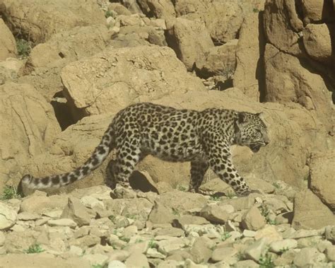 Arabian Leopard - Facts, Diet, Habitat & Pictures on Animalia.bio