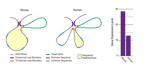 Transposable elements play an important role in genetic expression and evolution - Center for ...