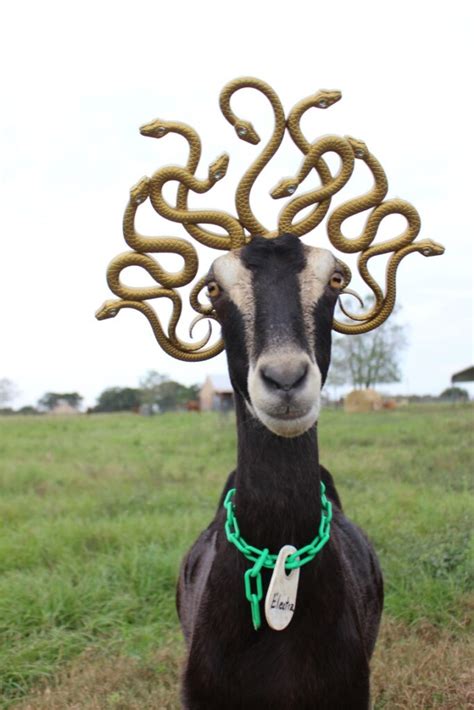 Halloween Makes Social Media Stars of Blue Heron Farm's Goats