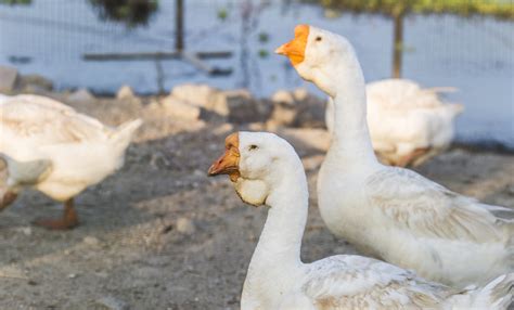 5 Lessons From a Flock of Geese - Tracy Johnson Media Group